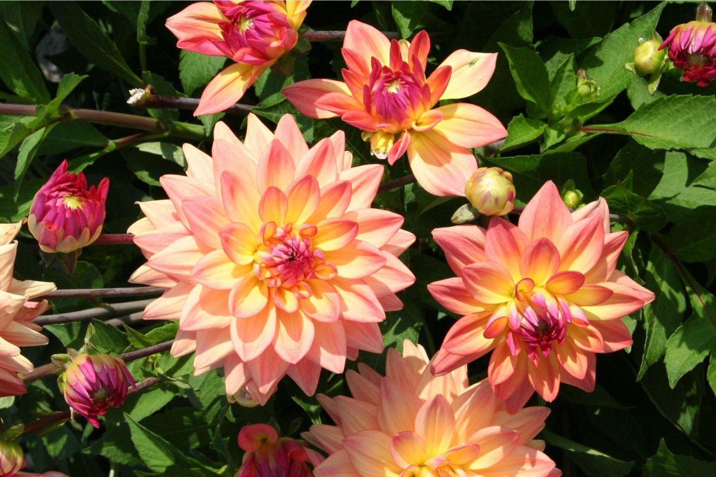 Dahlia 'Melody Dora' Schmuck-Dahlie