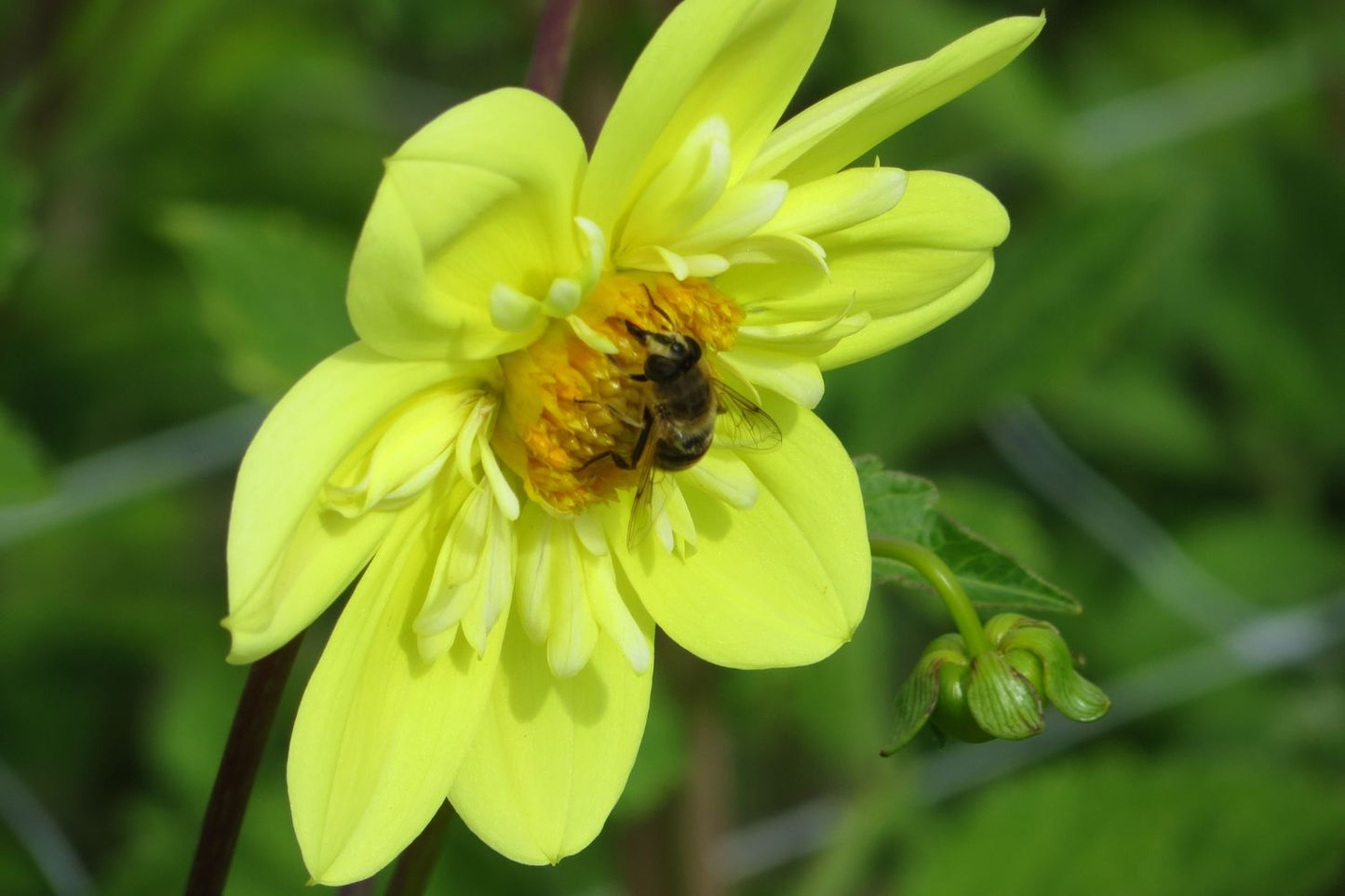 Dahlia 'Kelsey Sunshine' Halskrausen-Dahlie