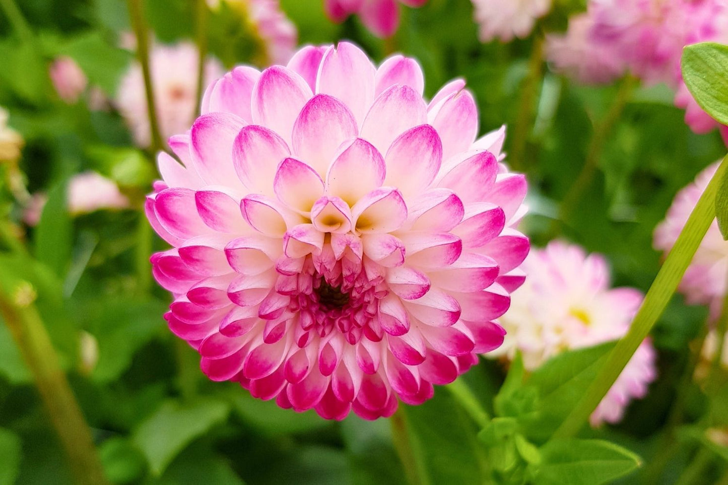 Dahlia 'Pink Isa' Pompon-Dahlie