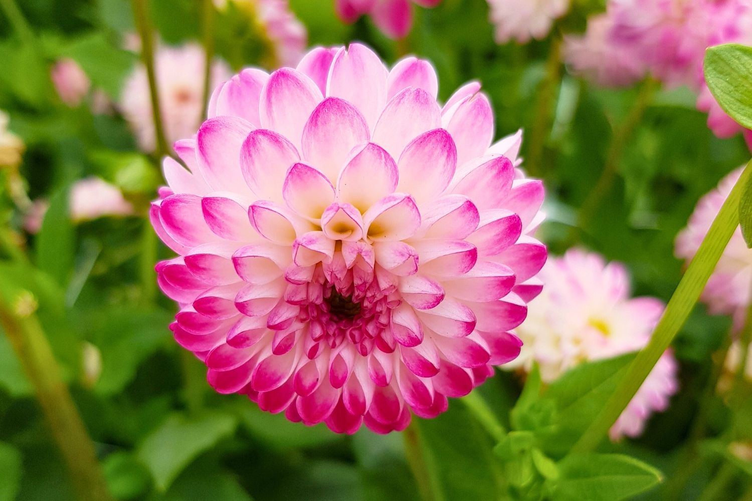 Dahlia 'Pink Isa' Pompon-Dahlie