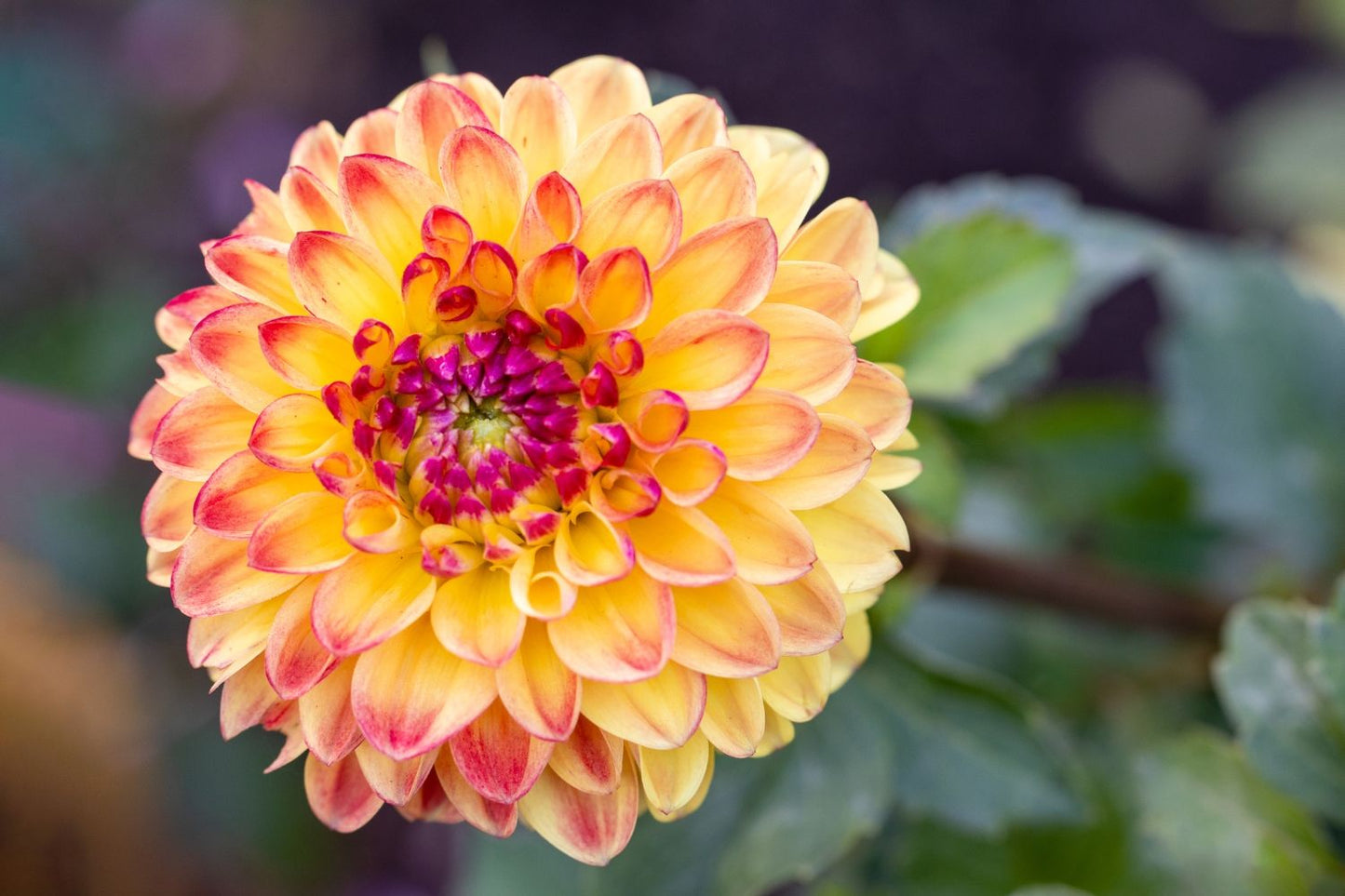 Dahlia 'Sunny Boy' Ball-Dahlie
