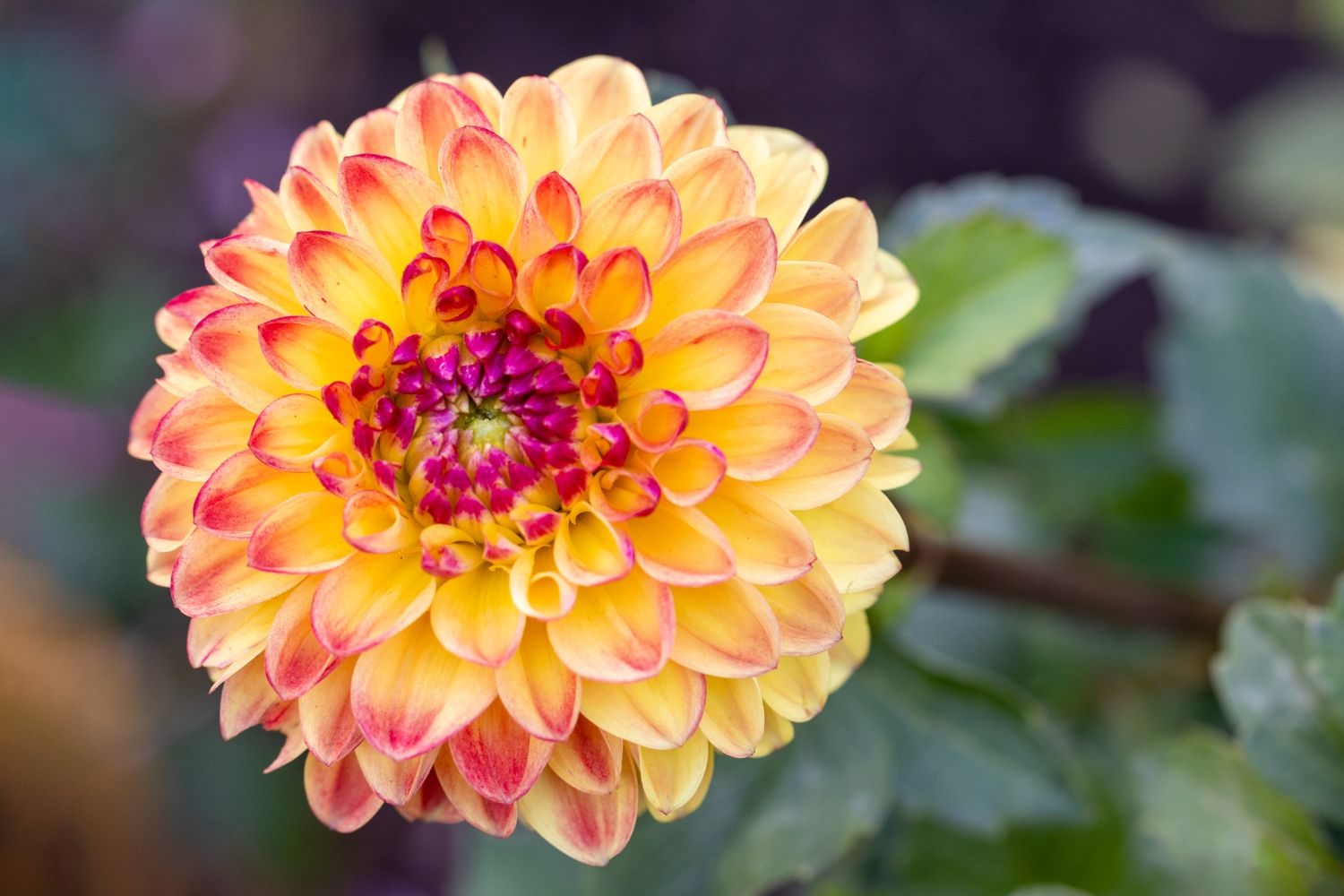 Dahlia 'Sunny Boy' Ball-Dahlie