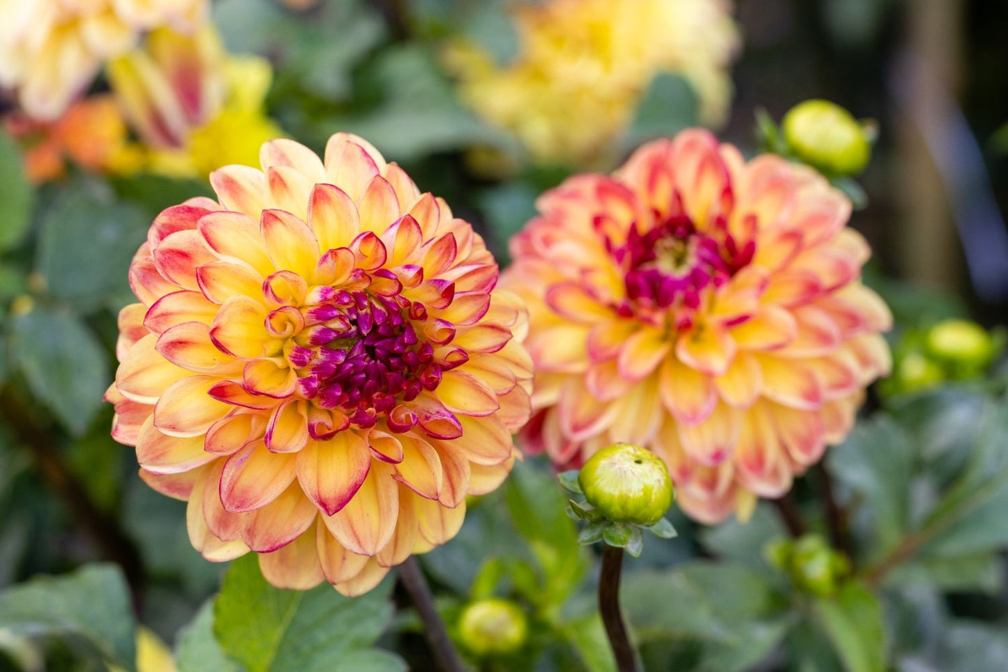 Dahlia 'Sunny Boy' (Ball-Dahlie)