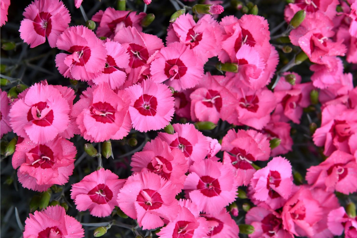 Dianthus plumarius 'Angel of Hope' Feder-Nelke