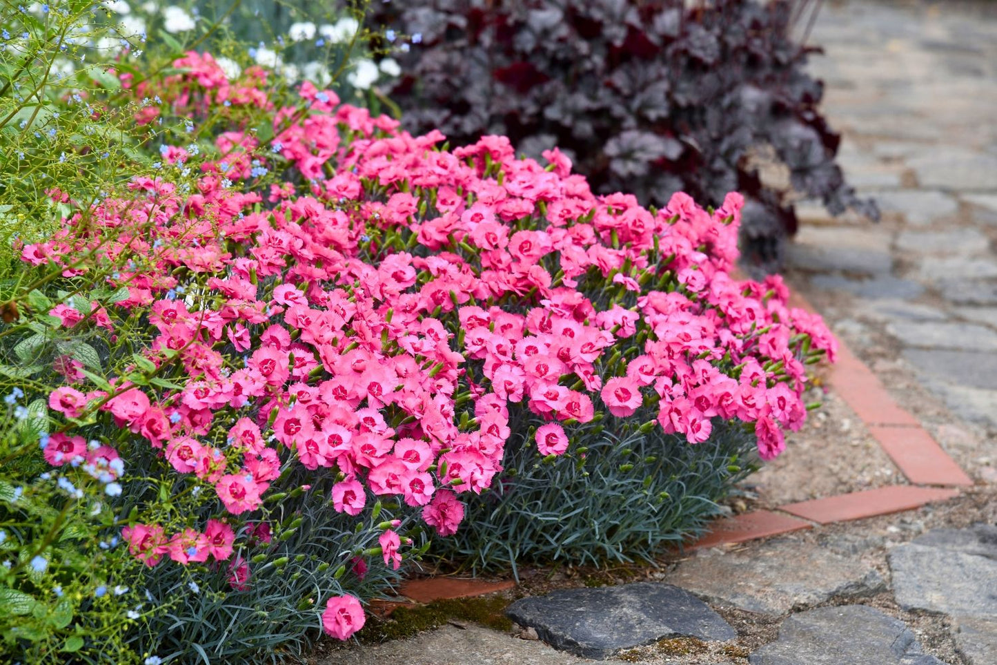 Dianthus plumarius 'Angel of Hope' (Feder-Nelke)