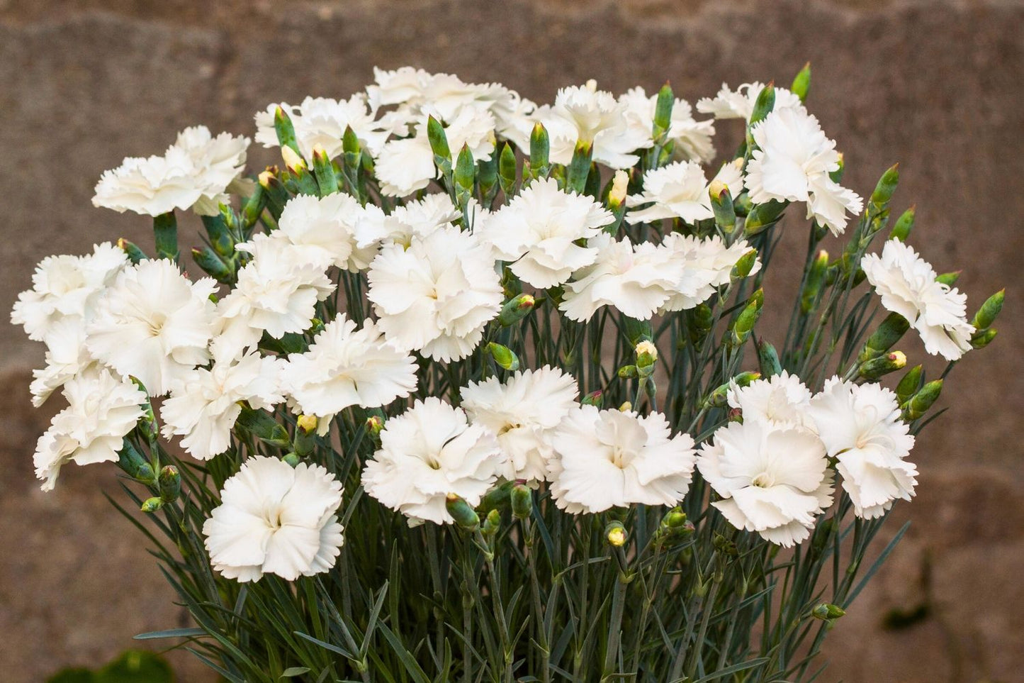 Dianthus plumarius 'Angel of Purity' Feder-Nelke