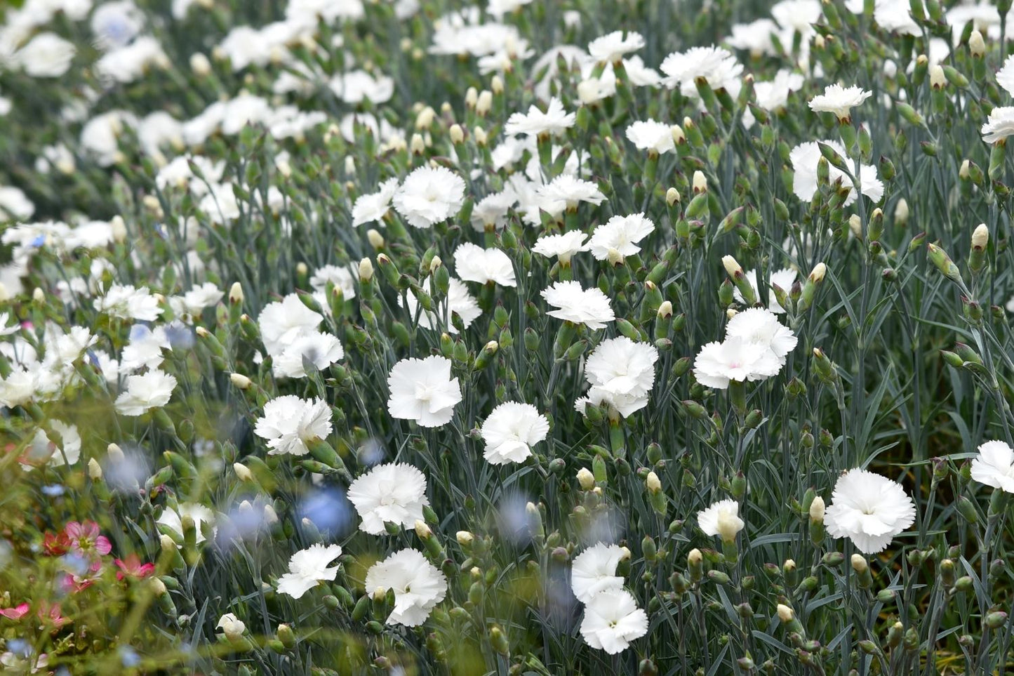 Dianthus plumarius 'Angel of Purity' (Feder-Nelke)