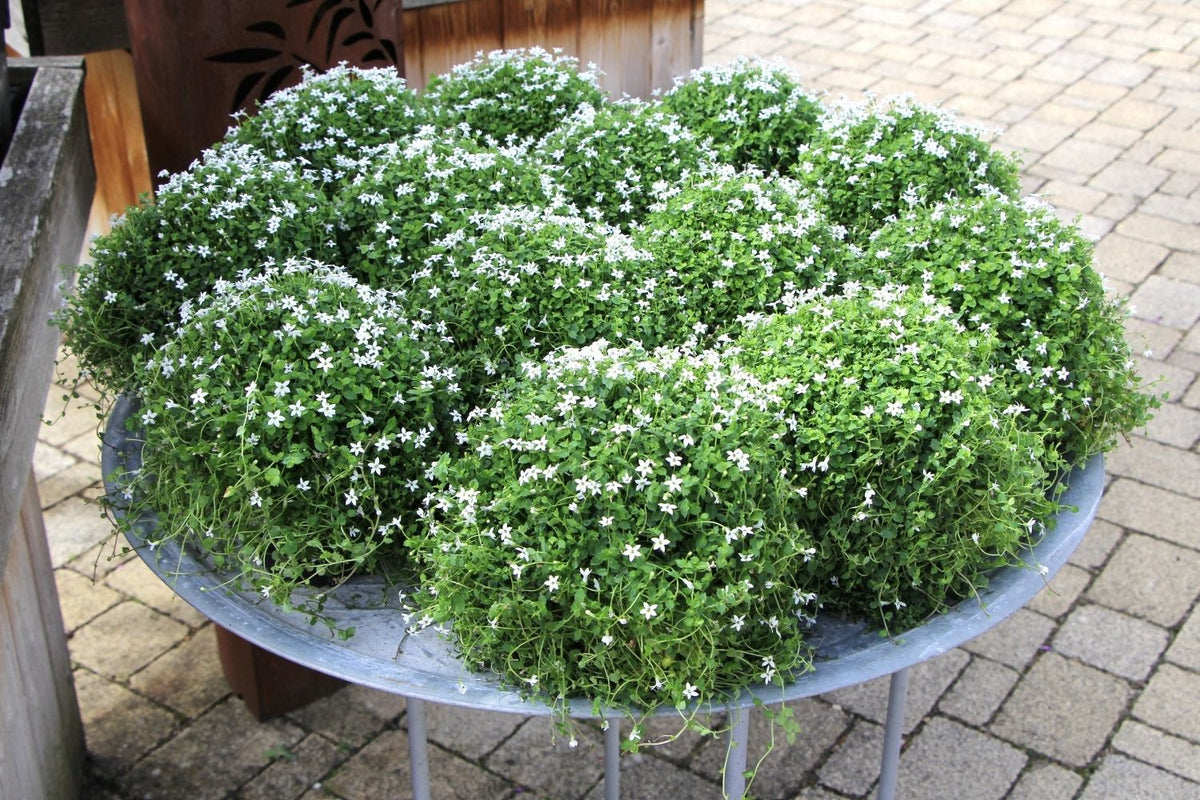 Isotoma fluviatilis 'Alba' (Weißer Bubikopf)