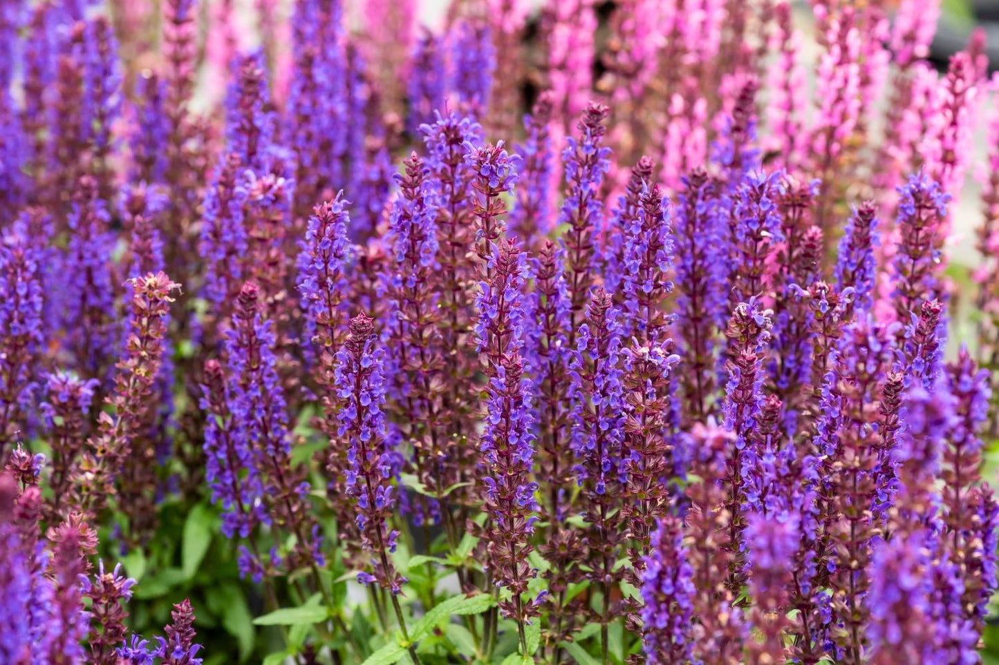 Salvia nemorosa 'Noche' (Ziersalbei)