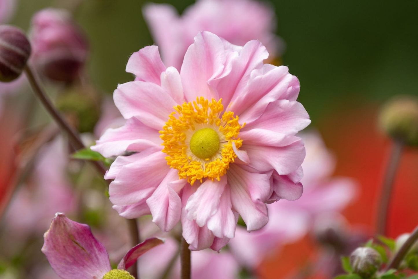 Anemone 'Garden Breeze Whirlwind Pink' ® Herbst-Anemone