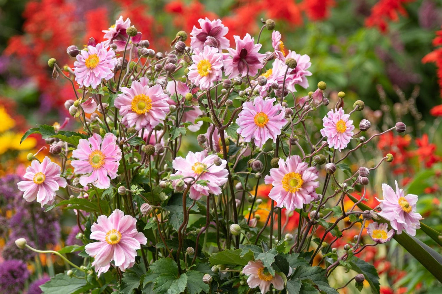 Anemone 'Garden Breeze Whirlwind Pink' ® (Herbst-Anemone)