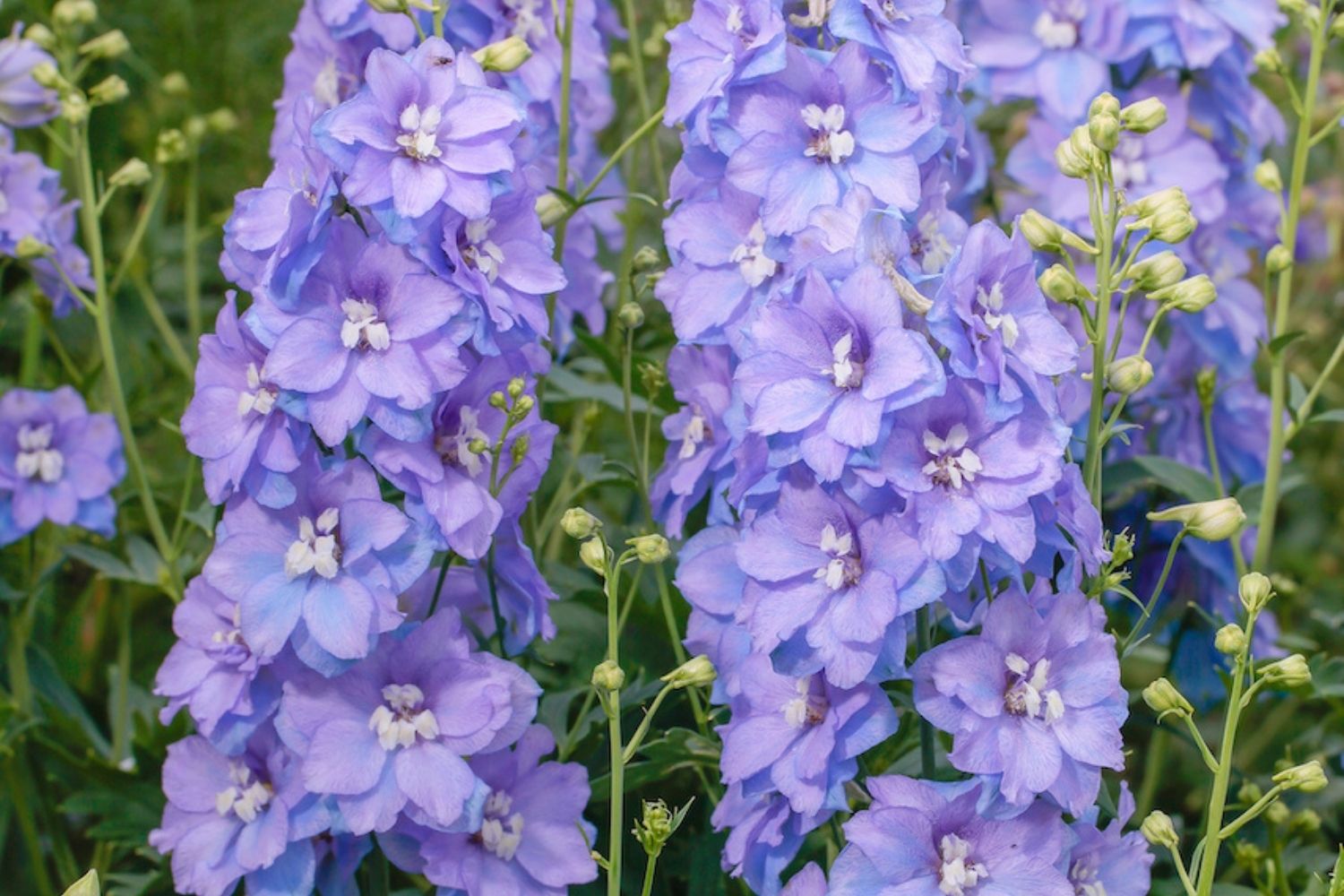 Delphinium x elatum Delgenius® 'Shelby' Rittersporn