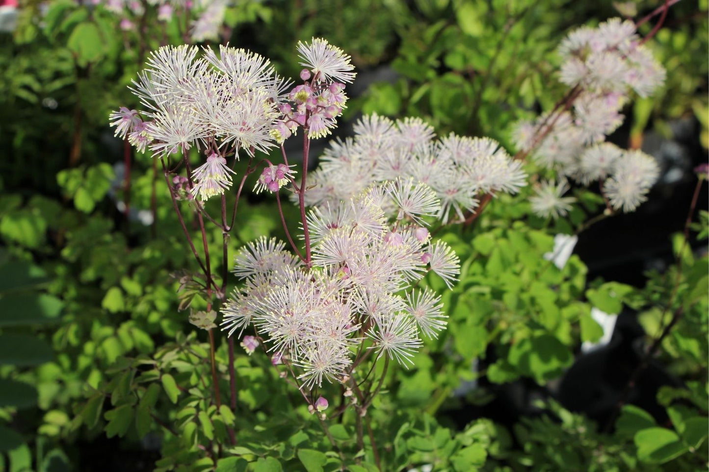 Blütenfest (Das Zeppelinsche Jubiläumsbeet)