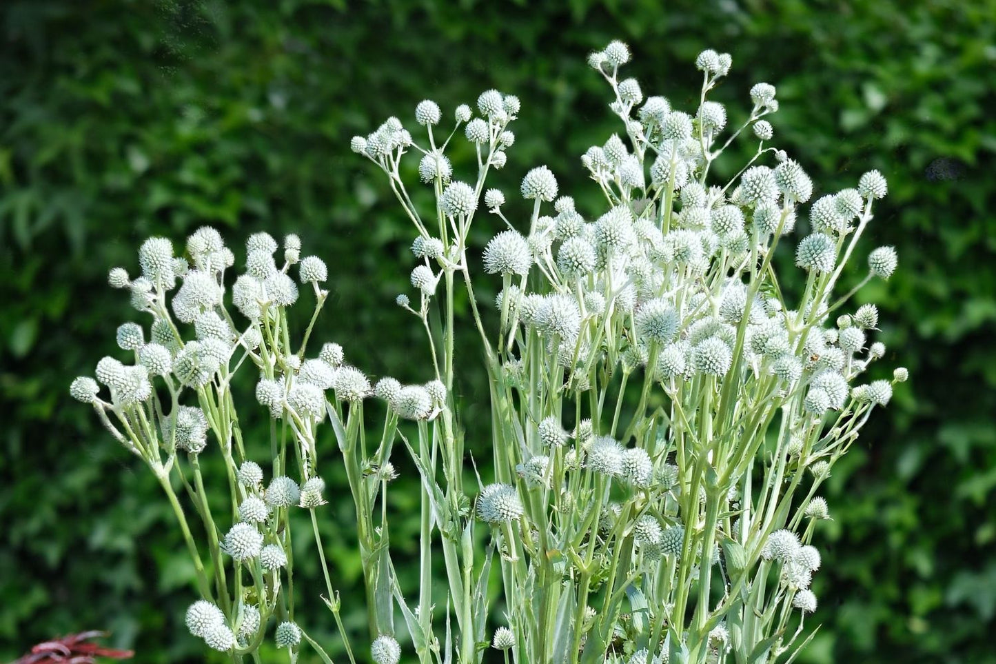 Eryngium yuccifolium 'Magical Silver Globe' (Edeldistel)