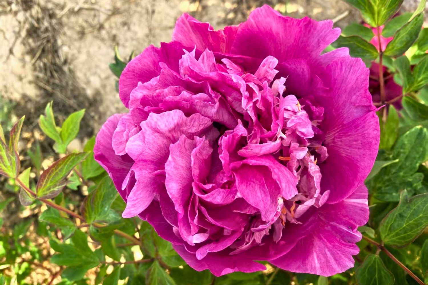 Paeonia rockii 'Tao Yuan Sheng Hui' Strauchpfingstrose "Pfirsichgarten des Erblühens"