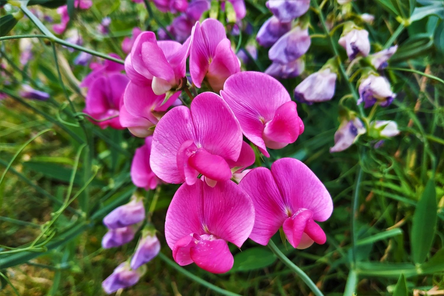 Lathyrus latifolius 'Rote Perle' Platterbse | Gartenwicke