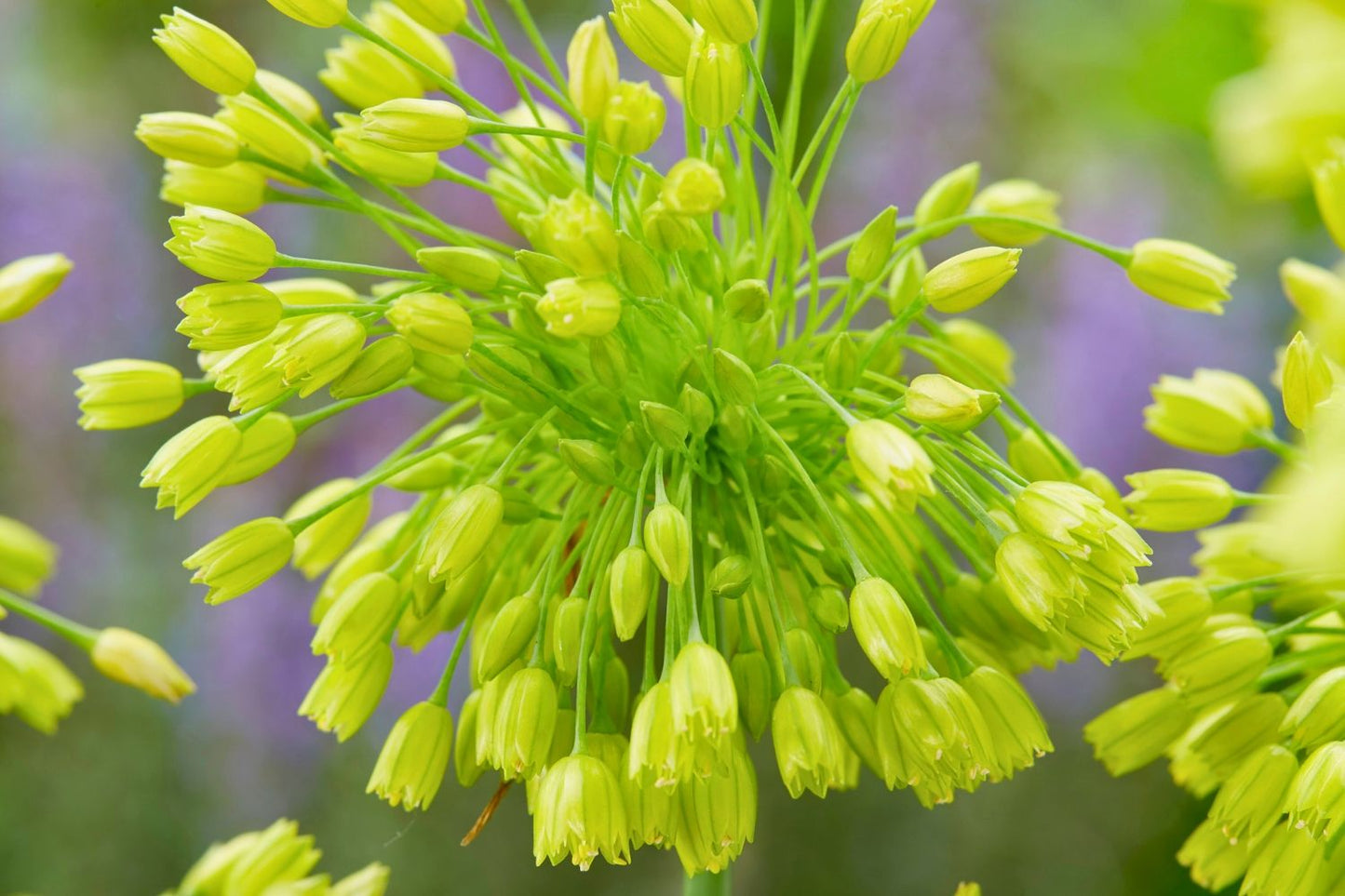 Allium chloranthum 'Yellow Fantasy' Gelbblühender Zierlauch