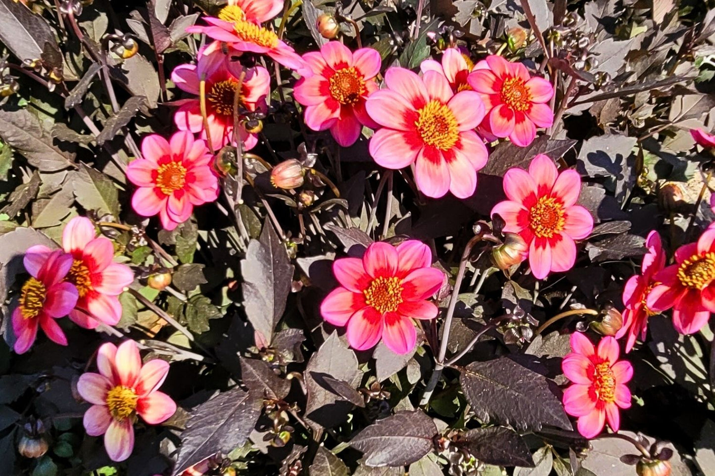 Dahlia 'Dahlegria Tricolore' Mignon-Dahlie