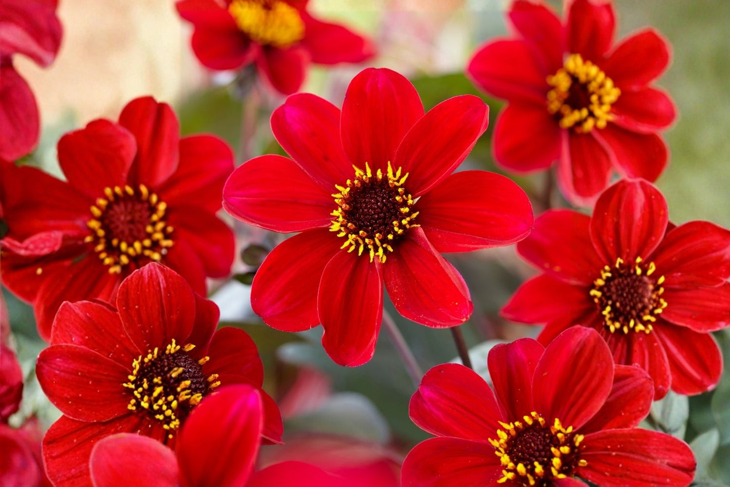 Dahlia 'Happy Single Romeo' Einfachblühende Dahlie