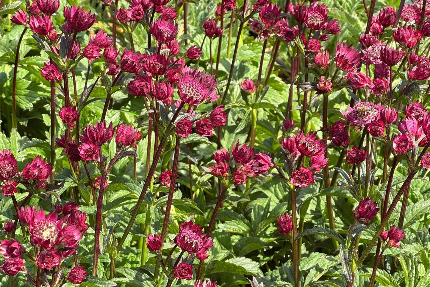 Astrantia major 'Magical Red' (Sterndolde)