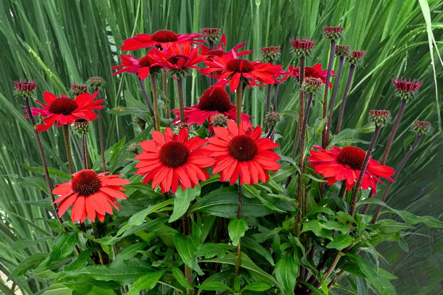 Echinacea 'SunMagic Vintage Hot Red' ® (Scheinsonnenhut)
