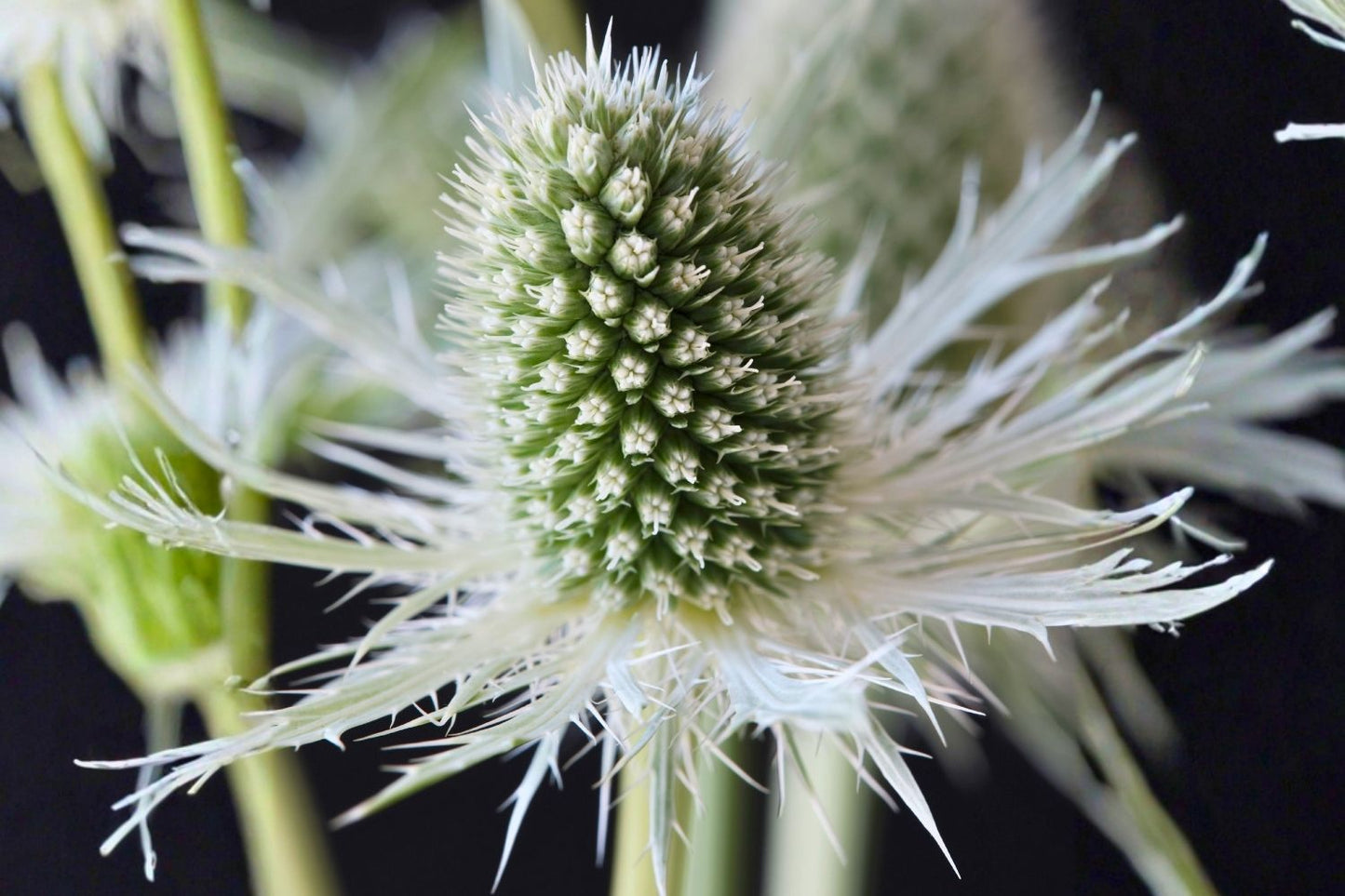 Eryngium 'Magical White Lagoon' Garten-Mannstreu
