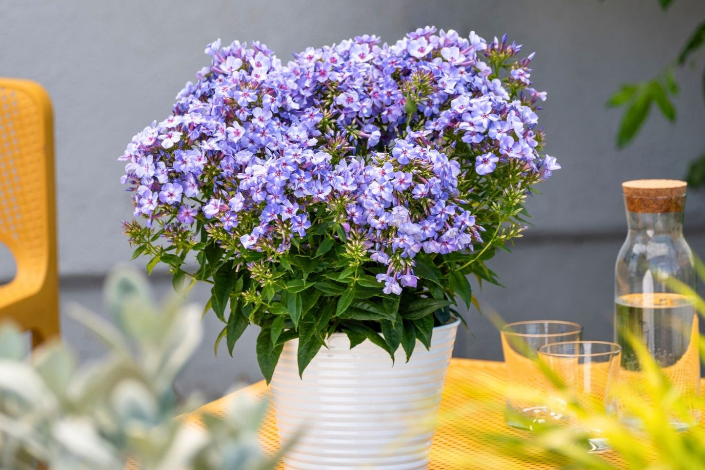 Phlox paniculata 'Blue Dolphin' (Hohe Garten-Flammenblume)
