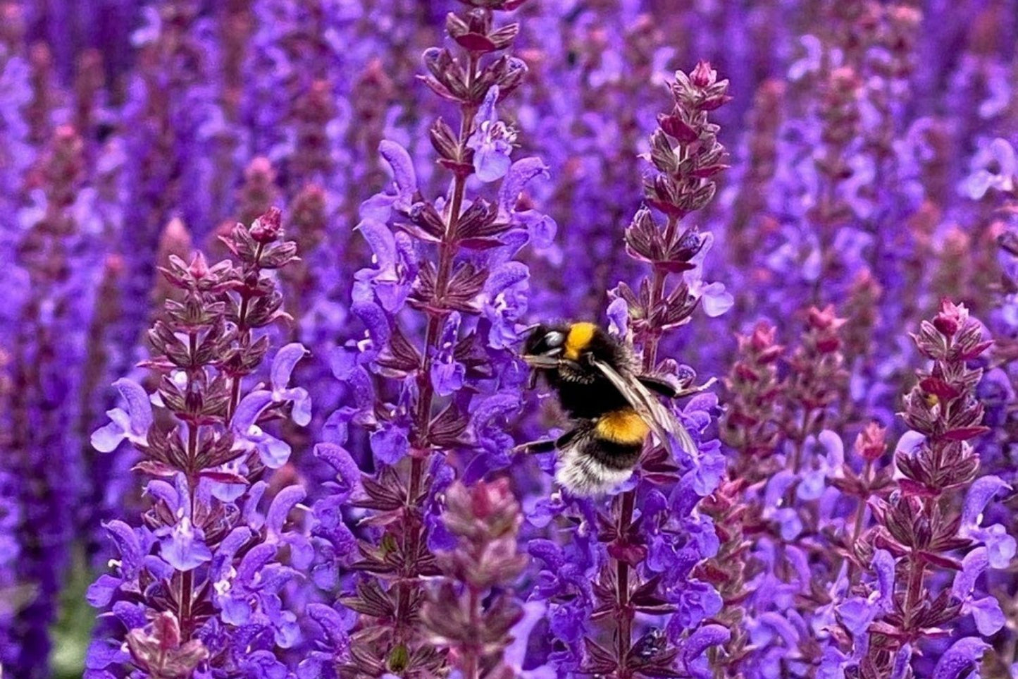 Salvia nemorosa 'Rianne Purple' (Ziersalbei)
