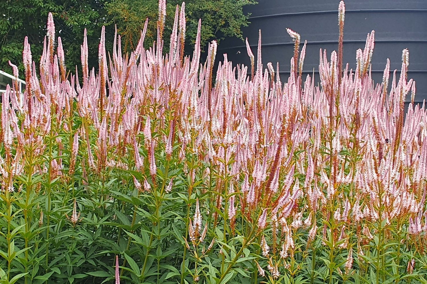 Veronicastrum virginicum 'Erika' Kandelaberehrenpreis
