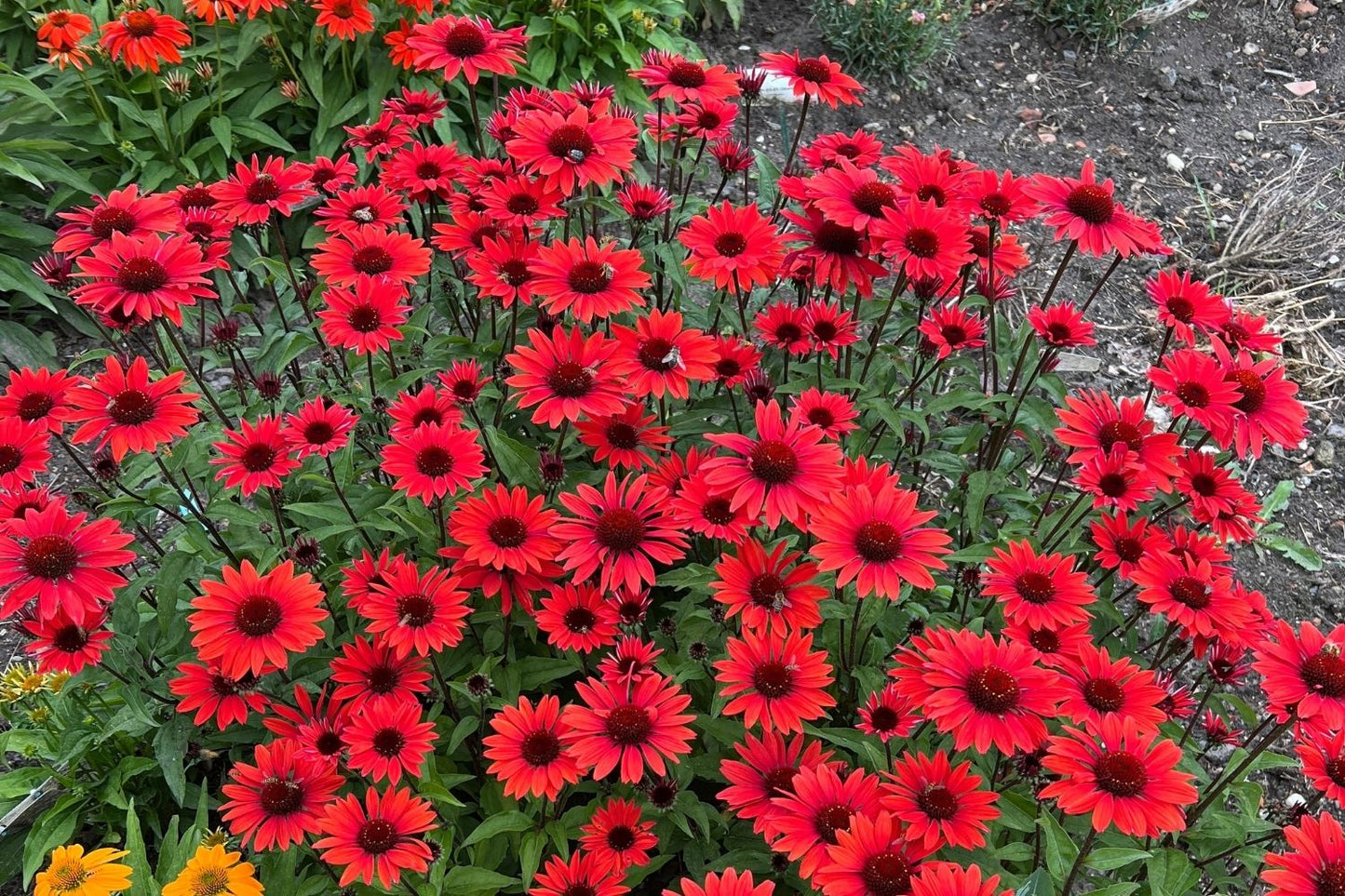 Echinacea purpurea 'Panama Red' (Scheinsonnenhut)