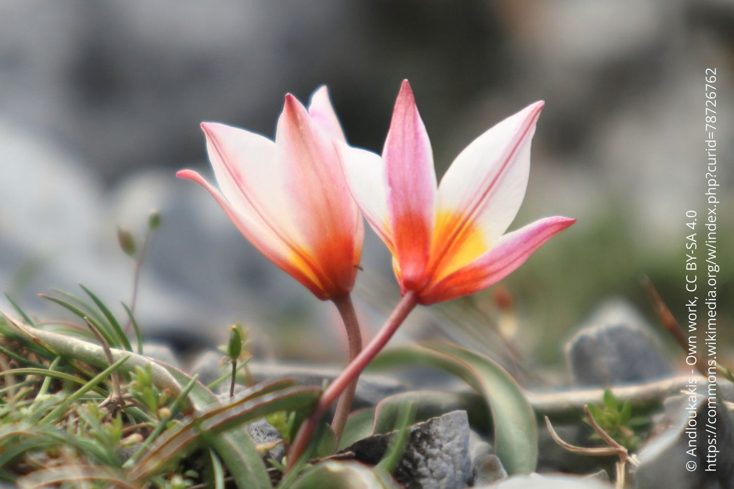 Tulipa cretica 'Hilde' Kretische Tulpe