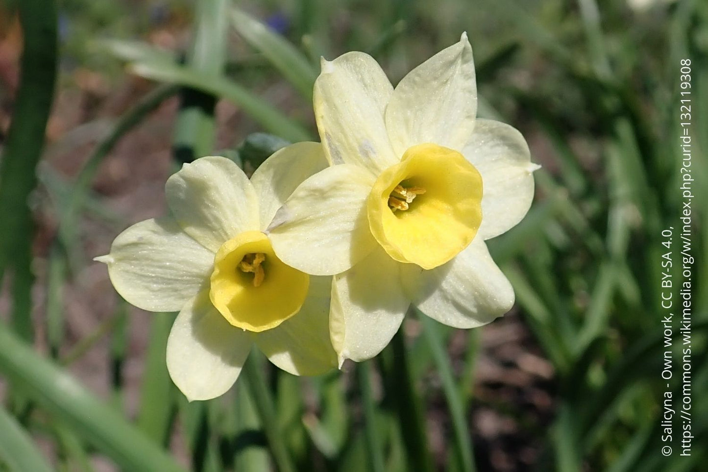 Narcissus 'Minnow' Tazetta-Duft-Narzisse