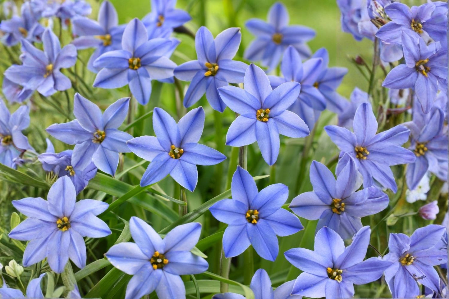 Ipheion uniflorum 'Jessie' Frühlingsstern I Andenknoblauch