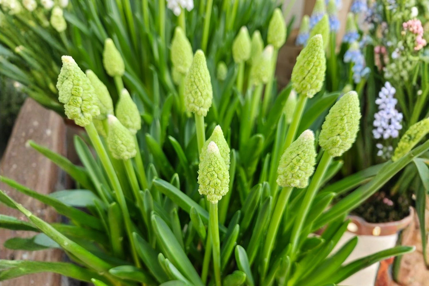 Muscari 'Lady Madonna' Traubenhyazinthe