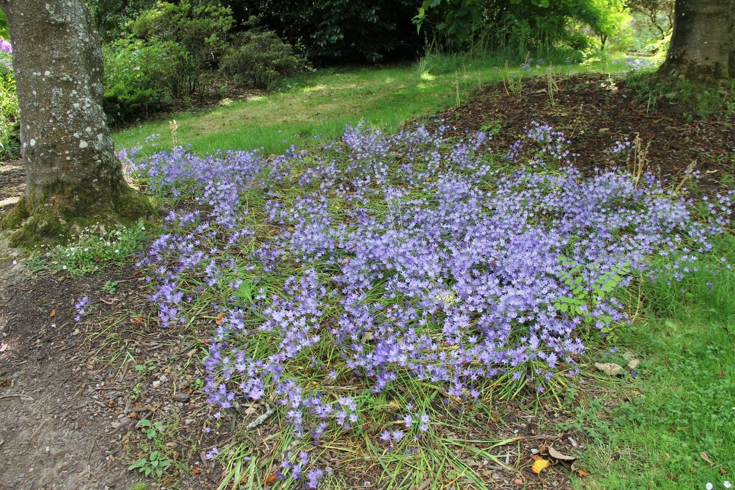 Triteleia 'Königin Fabiola' (Frühlingsstern)