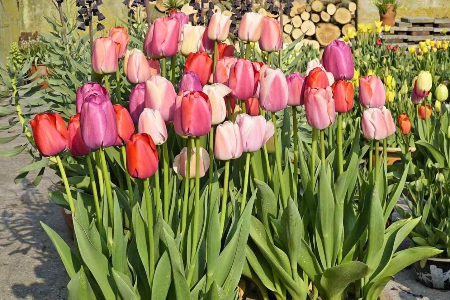 Tulpenmischung 'Candy & Kisses' (Garten-Tulpenmischung)