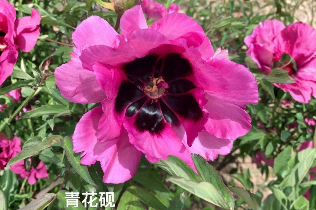 Paeonia rockii 'Qing Hua Yan' Strauchpfingstrose 'Blauer Tintenstein'
