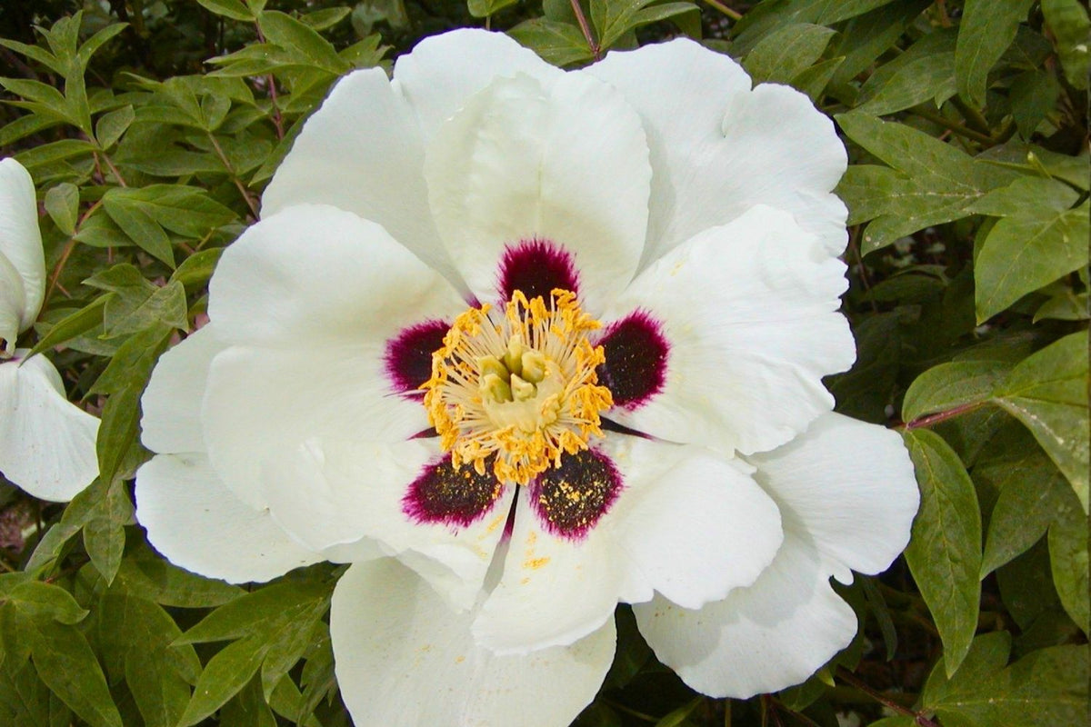 Paeonia rockii 'Tian Shan Xue Lian' Strauchpfingstrose 'Schneelotus vom Tianshan'