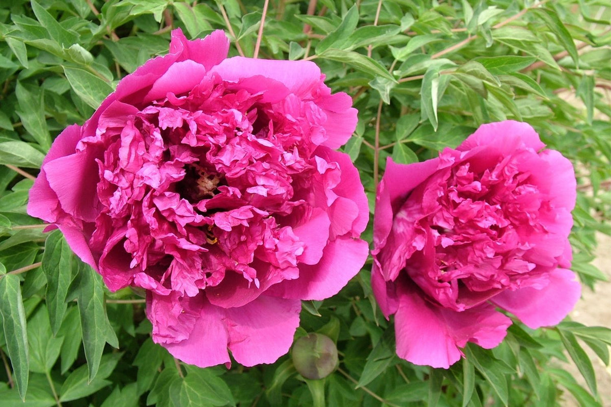 Paeonia rockii 'Mei Gui Sa Jin' Strauchpfingstrose 'Purpurrose mit Goldsprenkeln'