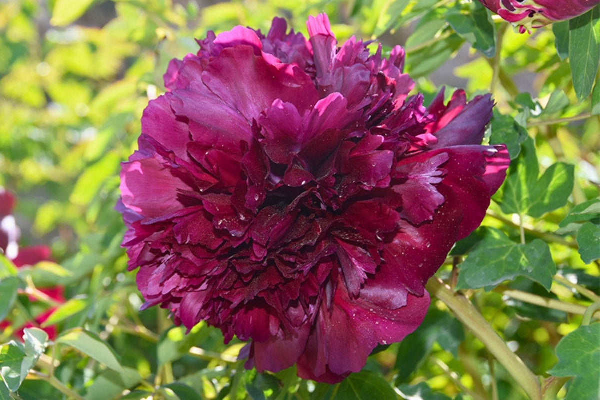Paeonia rockii 'Mo Guan Yu Zhu' Strauchpfingstrose 'Tintenschwarze Jadeperlen'