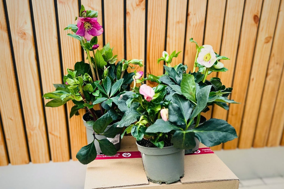 Jubiläumsangebot 'Christrosen' (Traumhafte Helleborus-Sorten für Beete & Kübel)