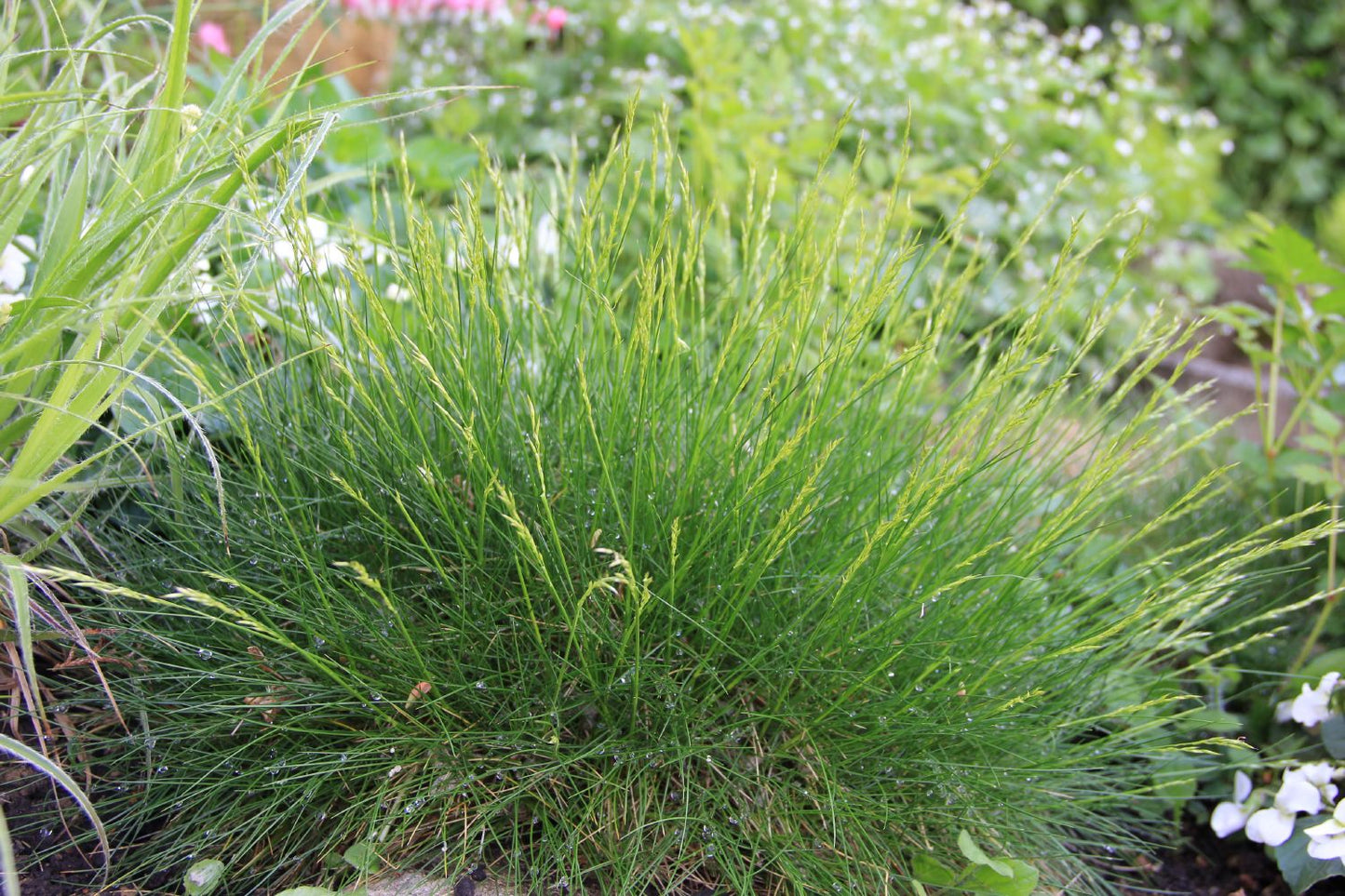 Festuca gautieri Bärenfell-Schwingel Festuca gautieri Bärenfell-Schwingel