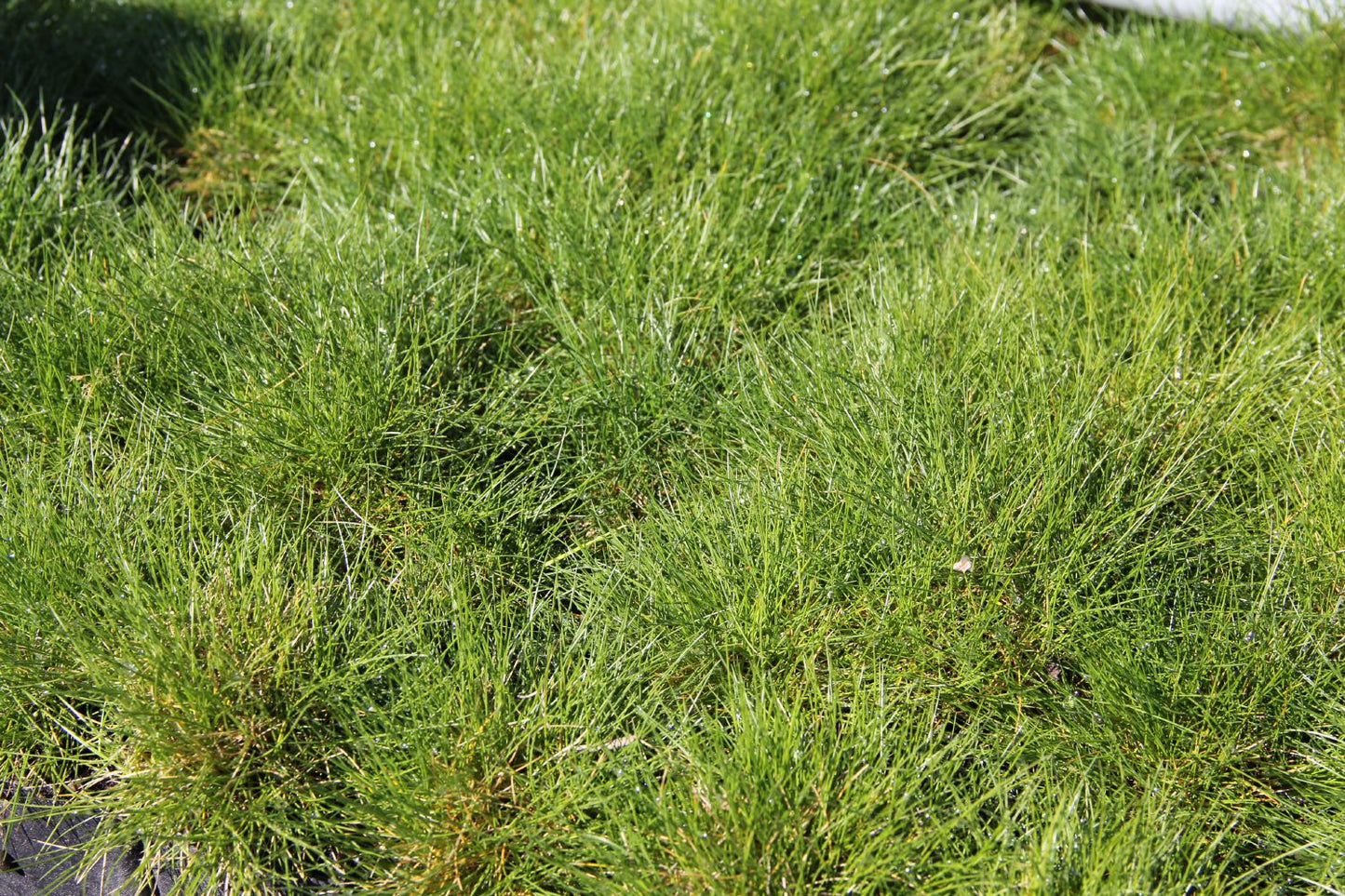Festuca gautieri (Bärenfell-Schwingel) Festuca gautieri (Bärenfell-Schwingel)