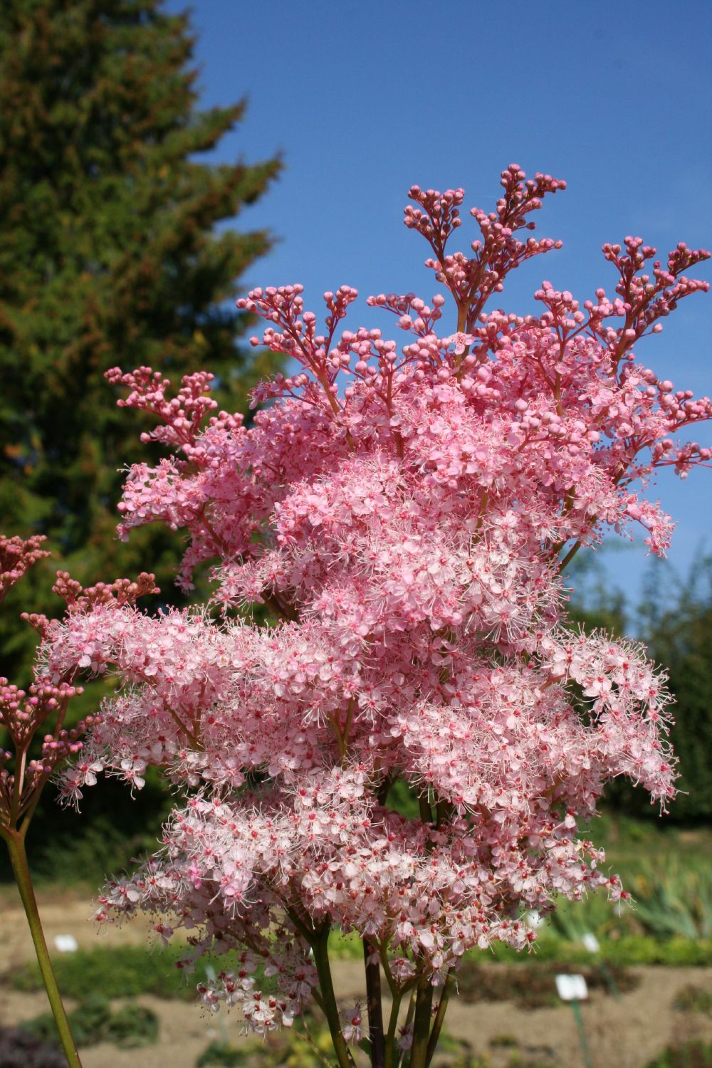 Filipendula rubra 'Venusta' Garten-Mädesüß