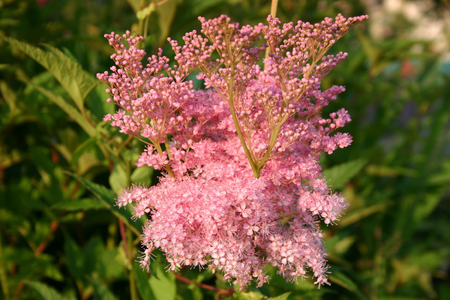 Filipendula rubra 'Venusta' (Garten-Mädesüß)