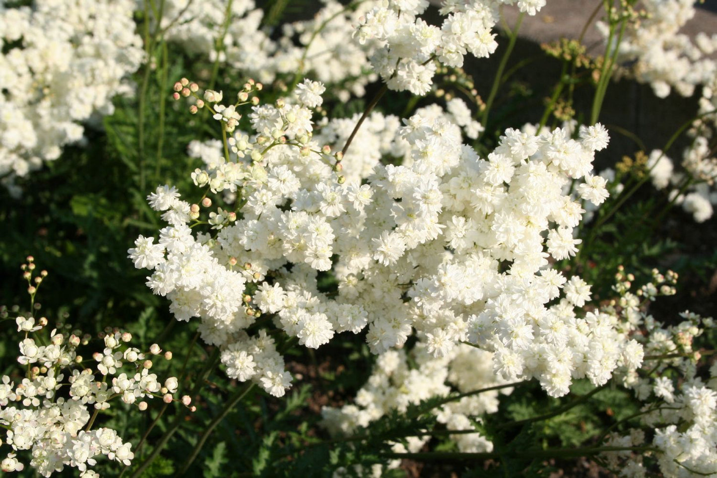 Filipendula vulgaris 'Plena' Gefülltblühende Garten-Rüsterstaude