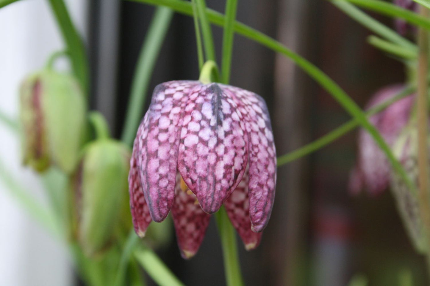 Fritillaria meleagris Prachtmischung (Gewöhnliche Schachbrettblume)