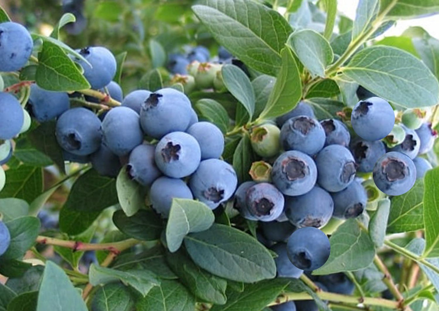 Vaccinium corymbosum 'Elizabeth' Kultur-Heidelbeere