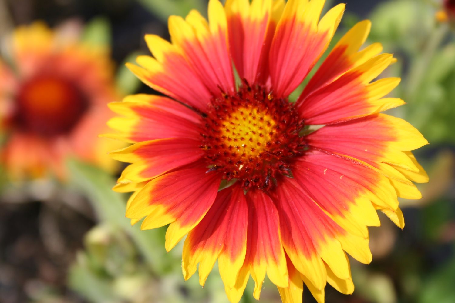 Gaillardia x grandiflora 'Kobold' Großblumige Kokardenblume