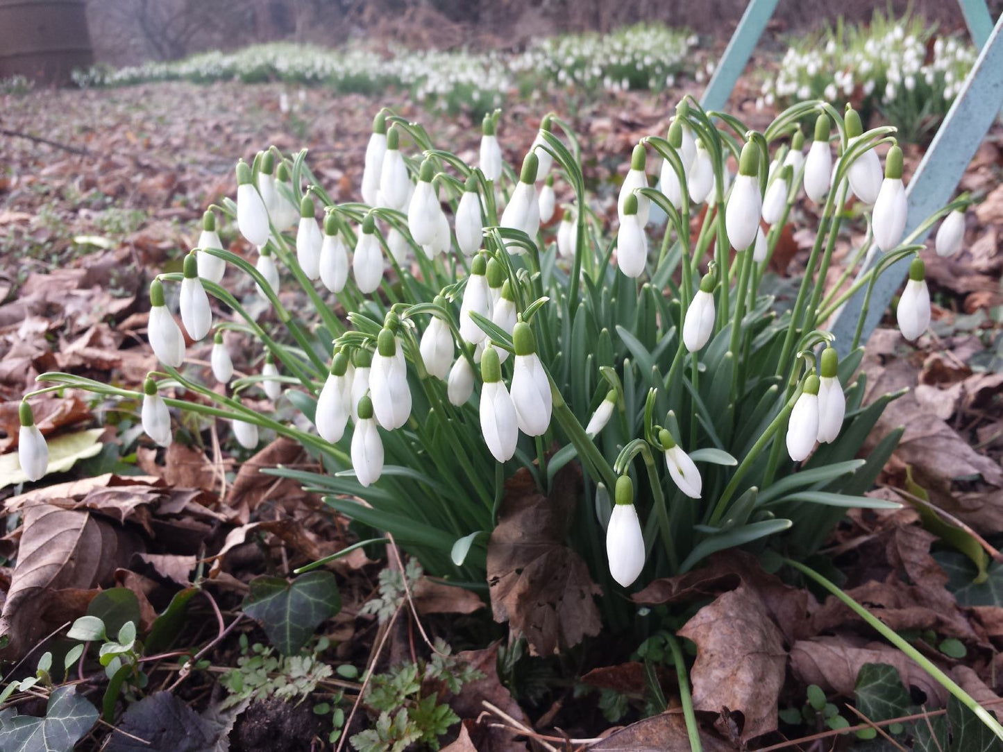 Galanthus nivalis ssp. nivalis Kleines Schneeglöckchen